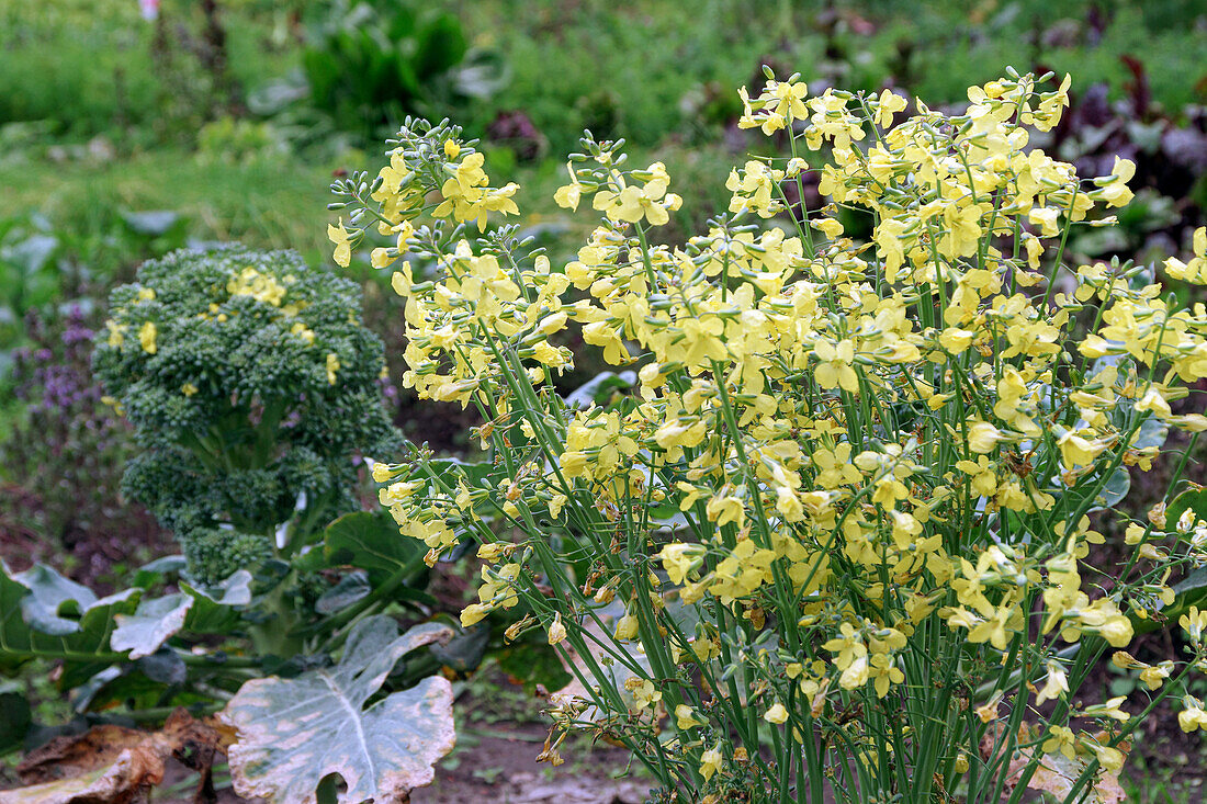 Flowering broccoli for seed production