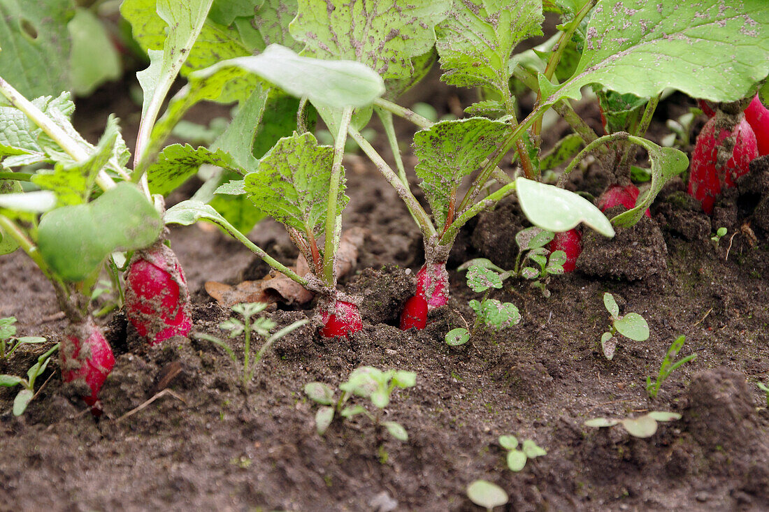 Radish in a bed