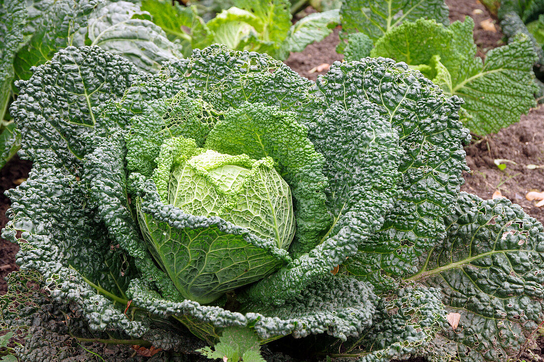 Savoy cabbage in a bed