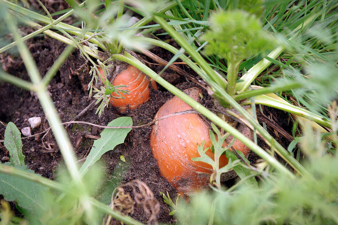 Carrots in a bed