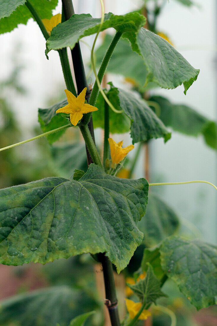 Cucumber flowers on the plant