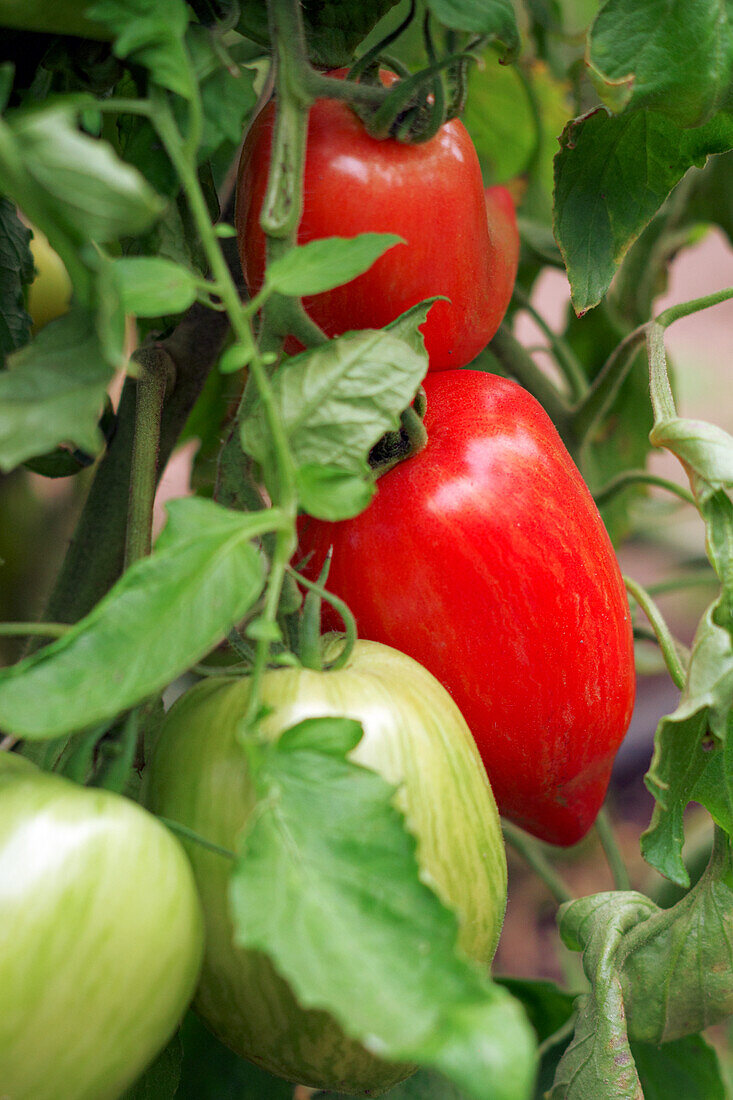 'Marmorossa' tomatoes on the vine