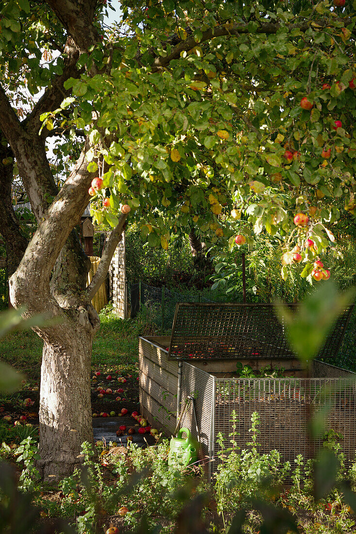 A compost heap under an apple tree