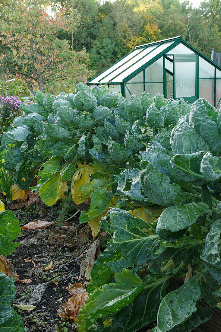 A raised bed in an autumnal allotment garden with Brussels sprouts