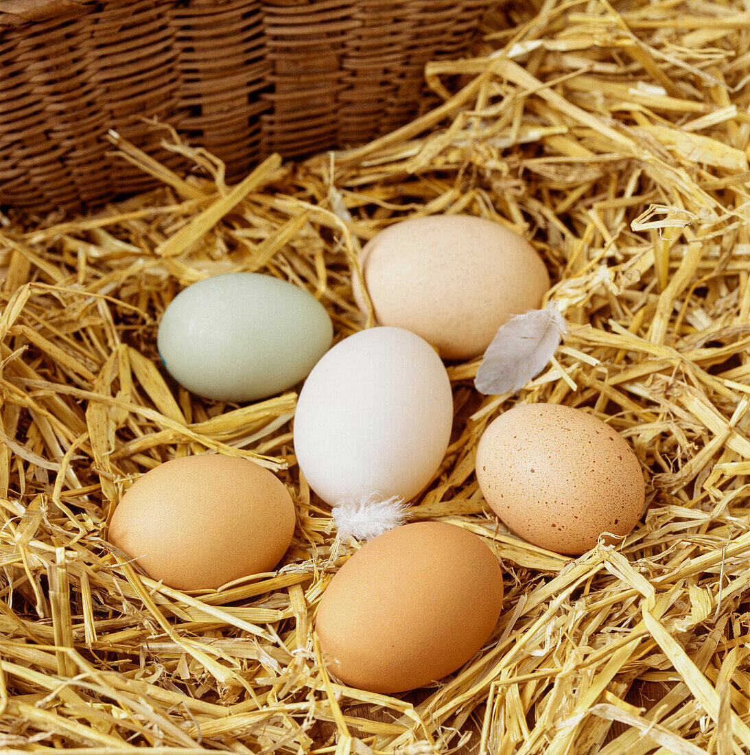Freshly laid chicken eggs in a straw nest