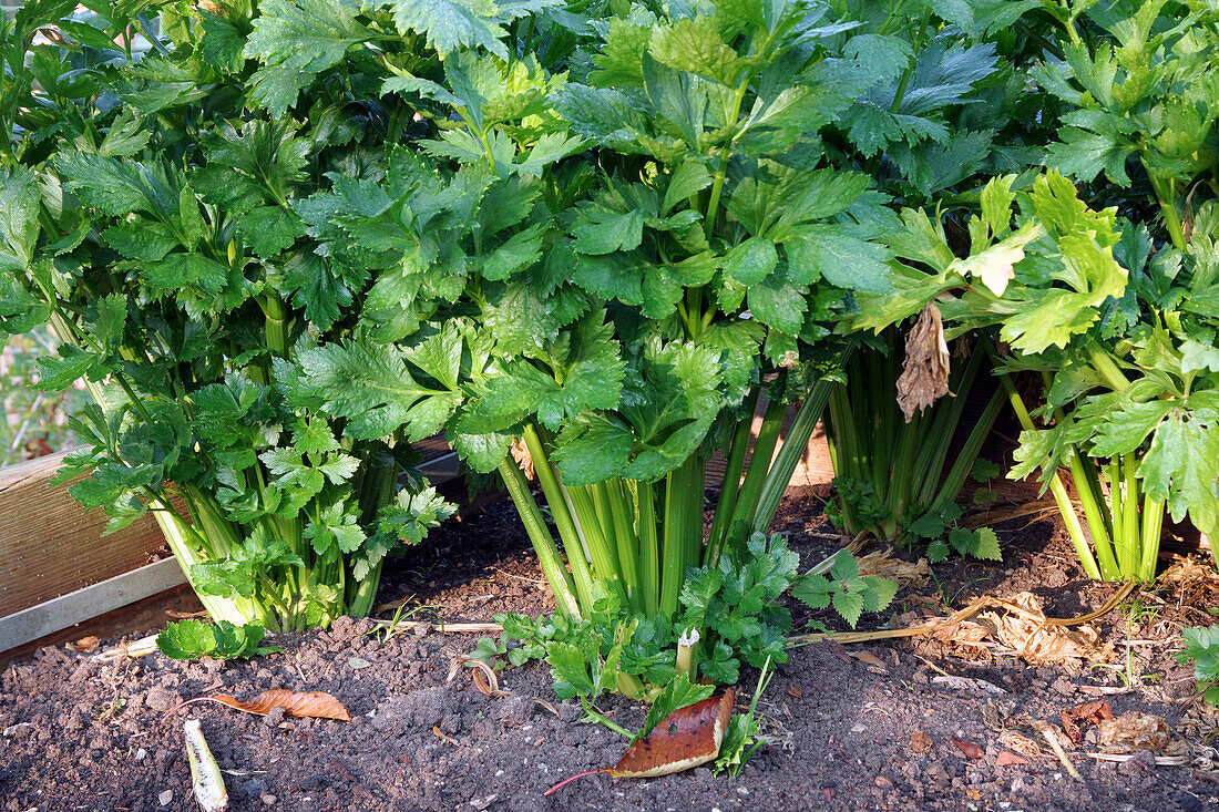 Celery in the garden