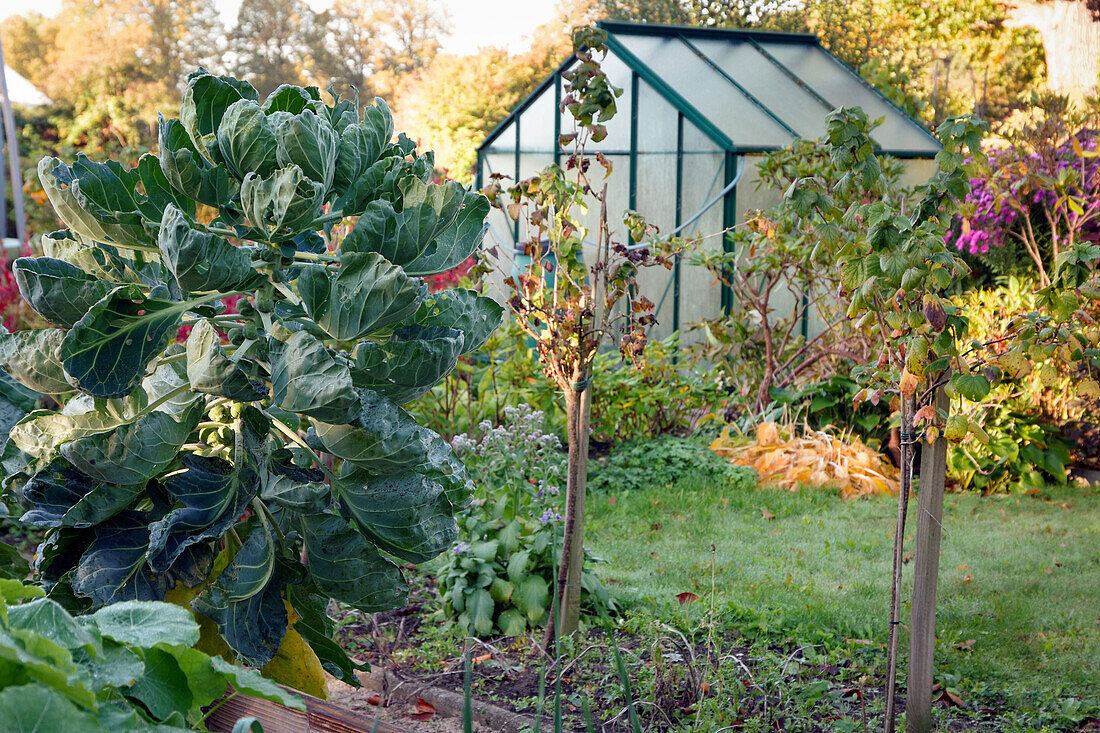 Brussels sprouts in a raised bed in an autumn allotment with greenhouse