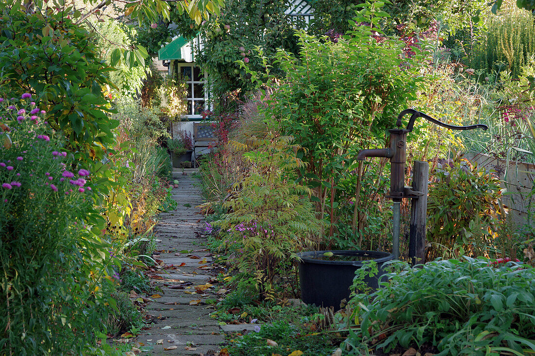 Path in the allotment garden with water pump and arbour in the background