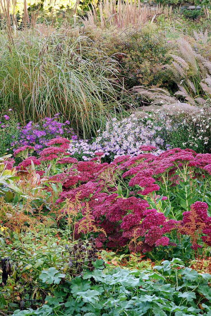 Autumn bed with asters, sedum and grasses