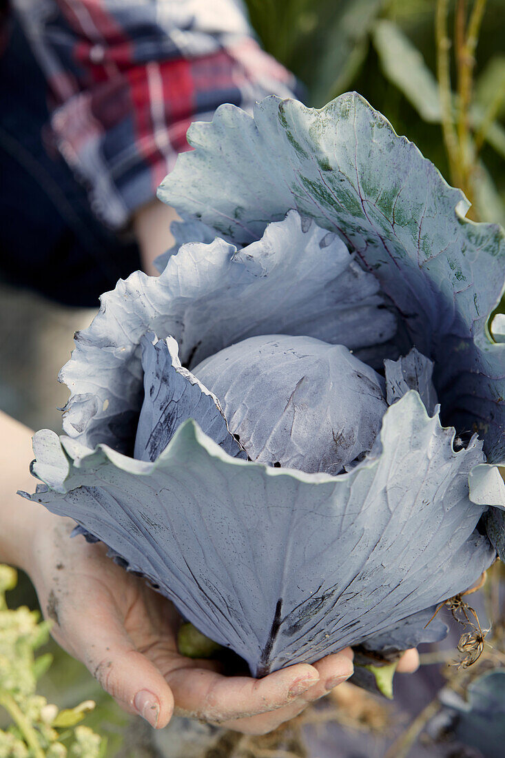 Hands holding a head of freshly harvested red cabbage