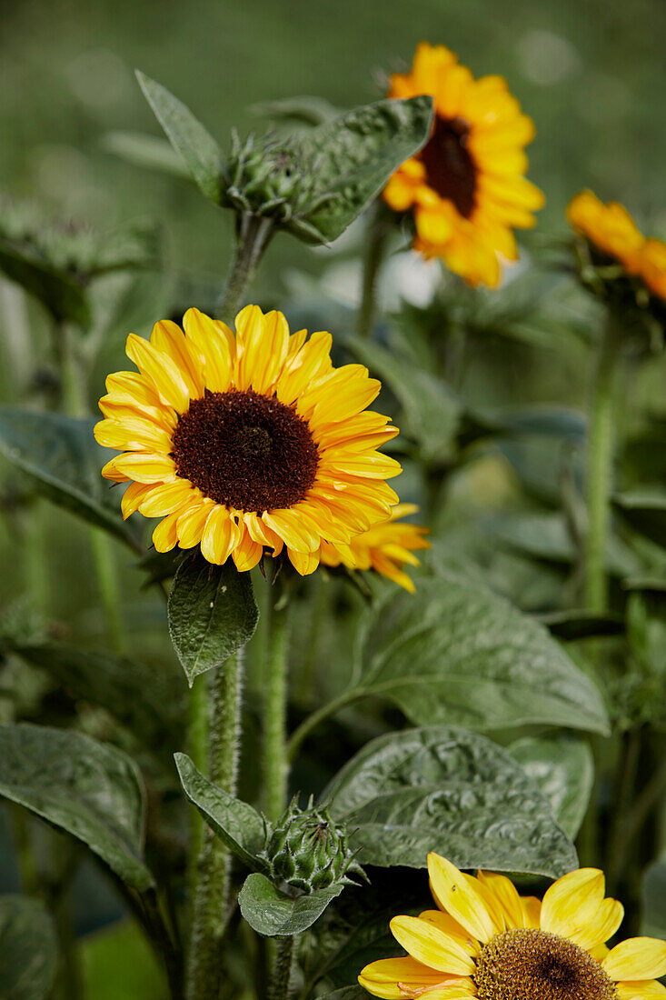 Sunflowers in a garden