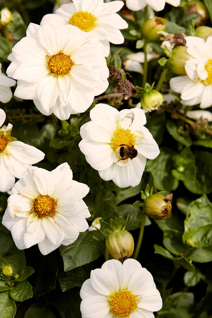 White dahlia with bumblebee