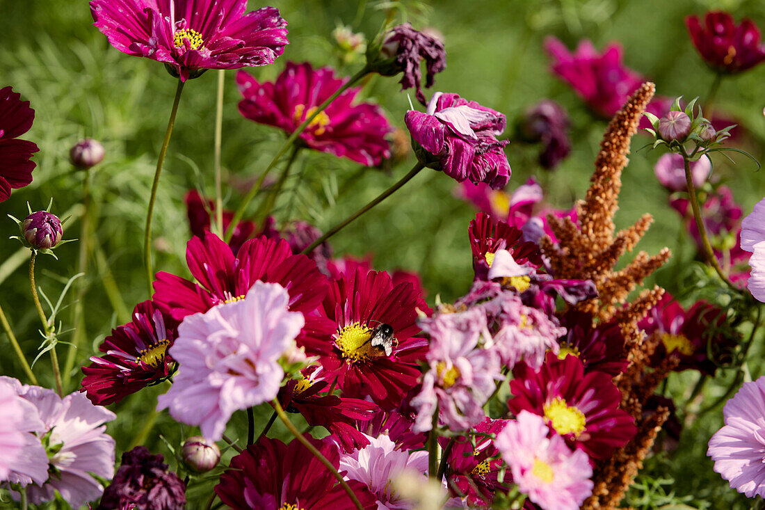 Bunte Sommerblumen im Garten (Cosmea)