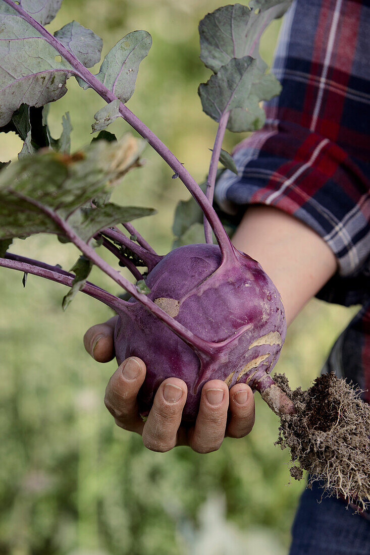 Hands holding freshly harvested kohlrabi