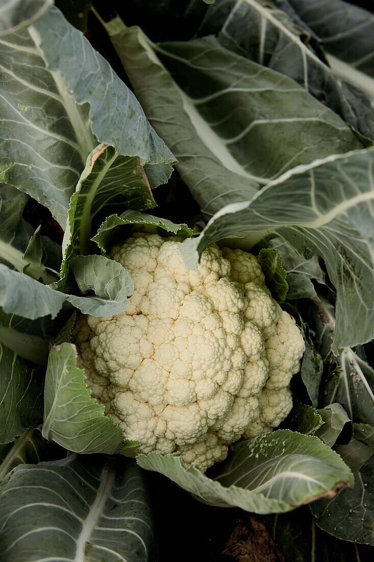 Cauliflower Growing in the Garden