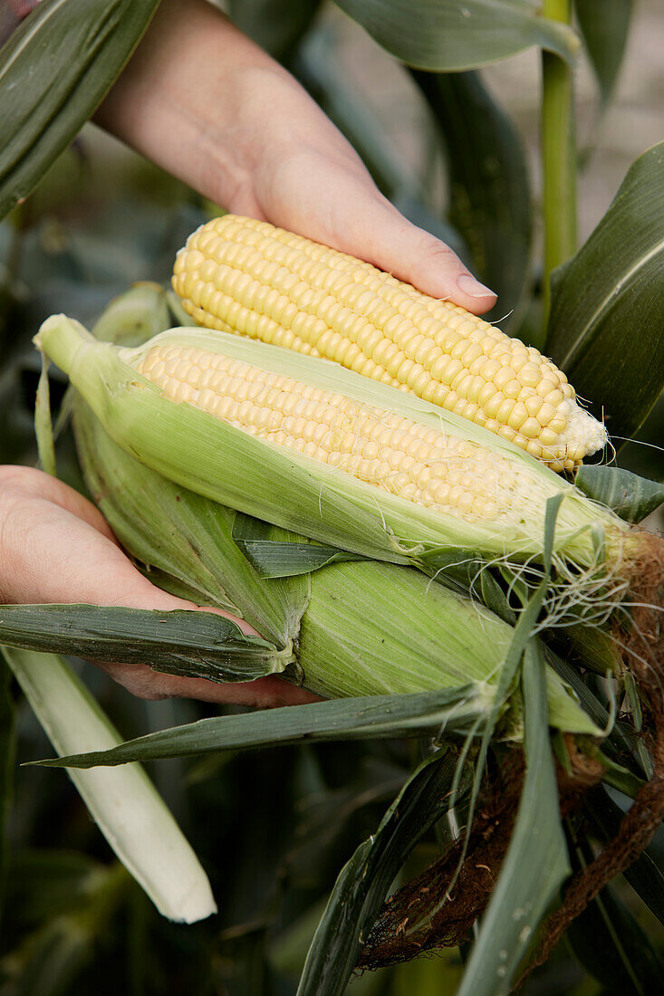 Hands holding freshly harvested corn on the cob