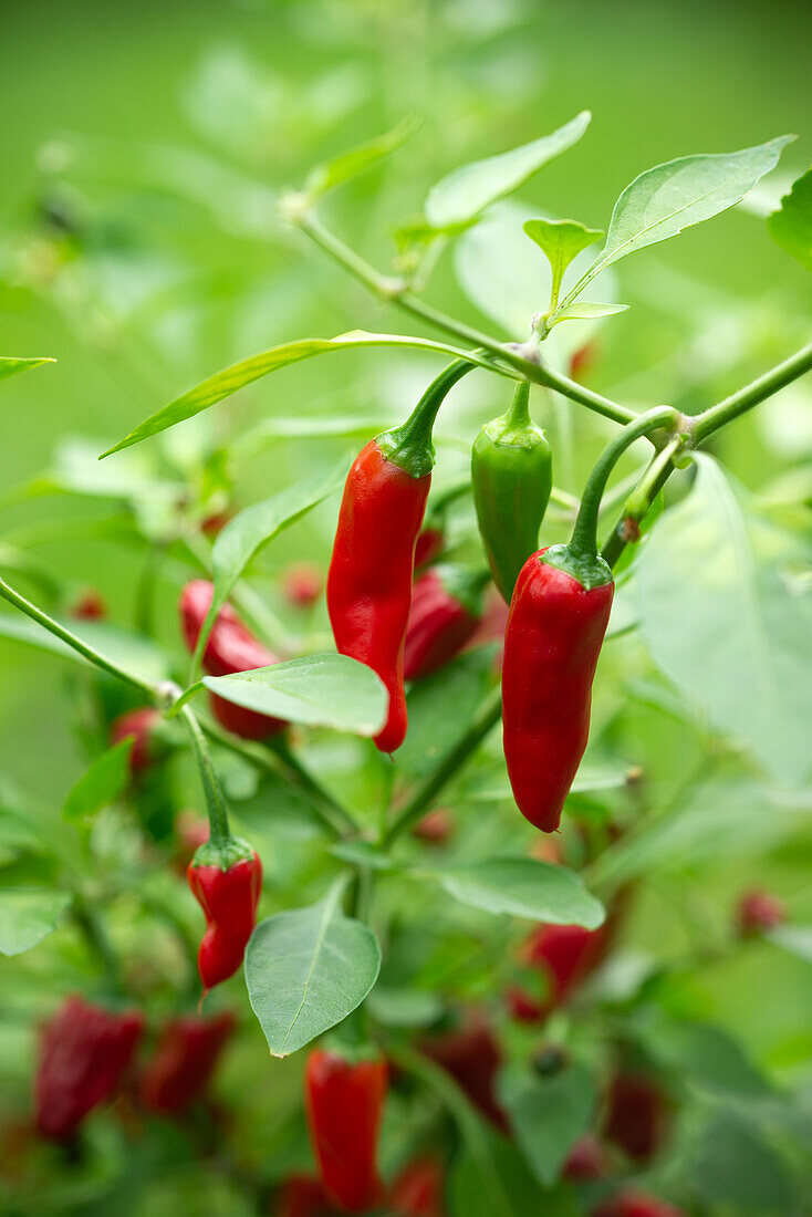 Rote und grüne Chili-Schoten an der Pflanze