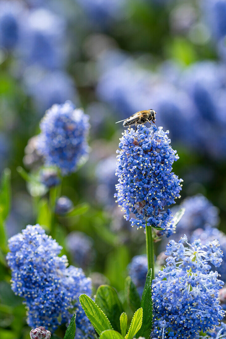 Ceanothus