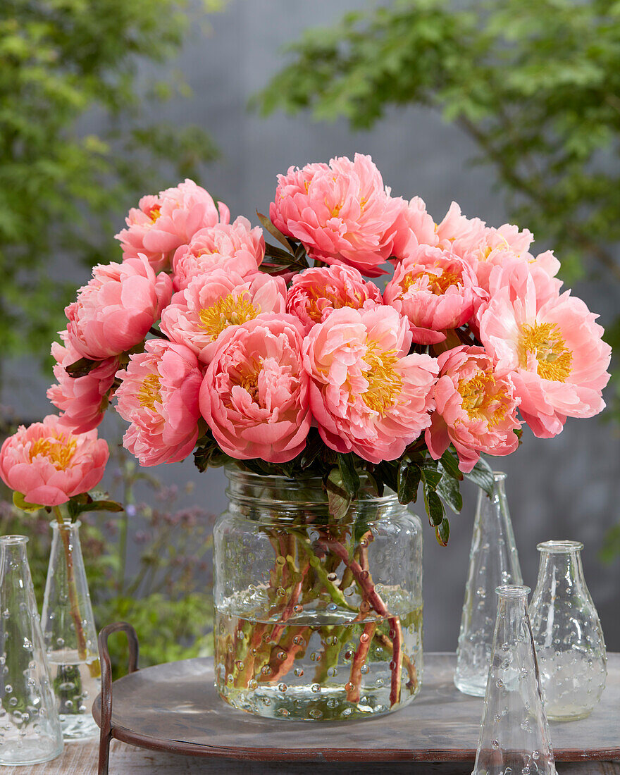 Paeonia Pink Hawaiian Coral