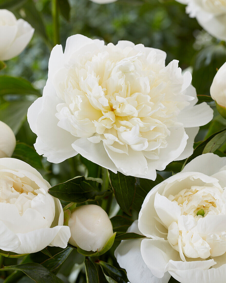 Paeonia Duchesse de Nemours