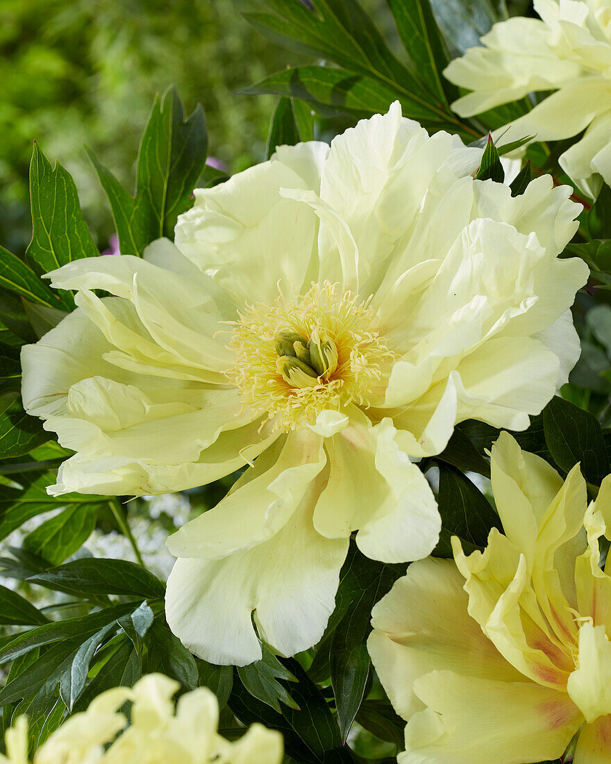 Paeonia Lemon Dream