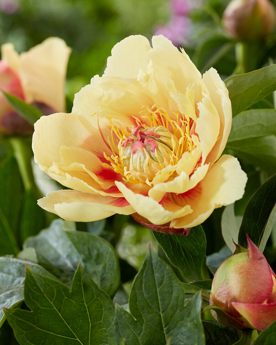 Paeonia Golden Treasure