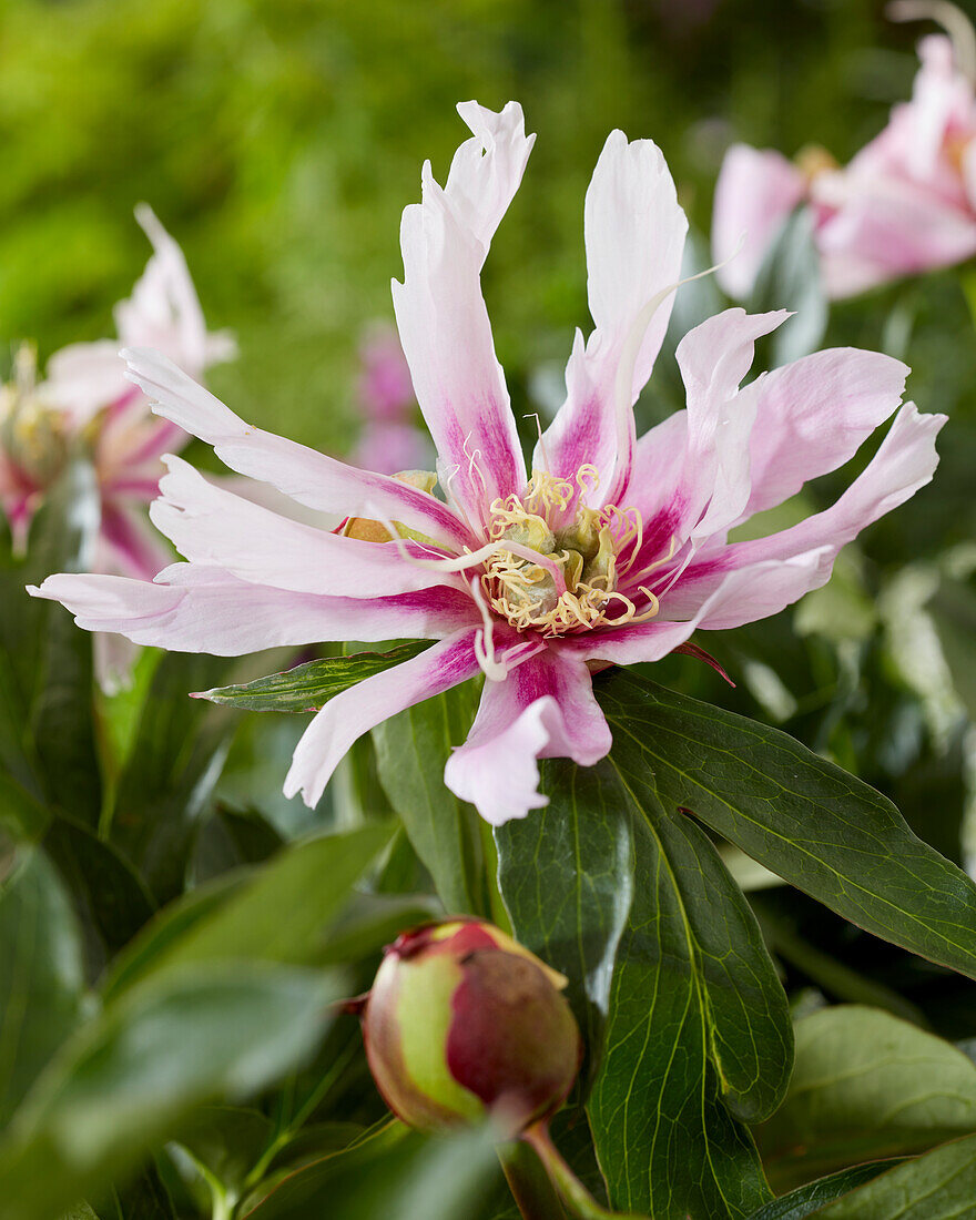 Paeonia Ballarena de Saval