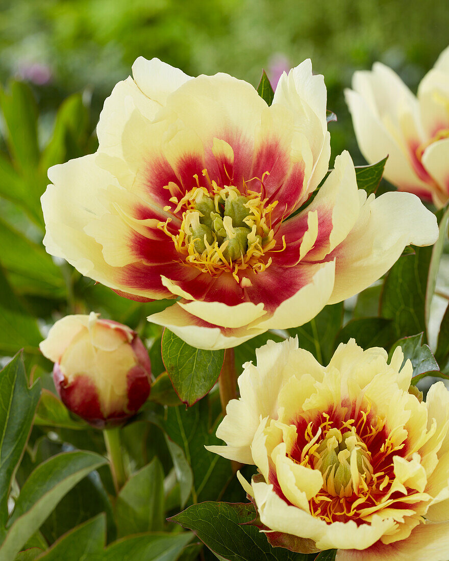 Paeonia Yellow Dream