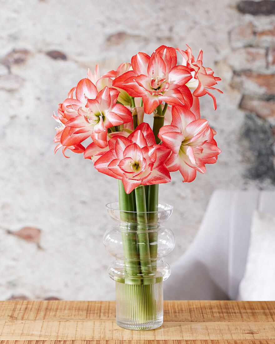 Hippeastrum Blossom Peacock