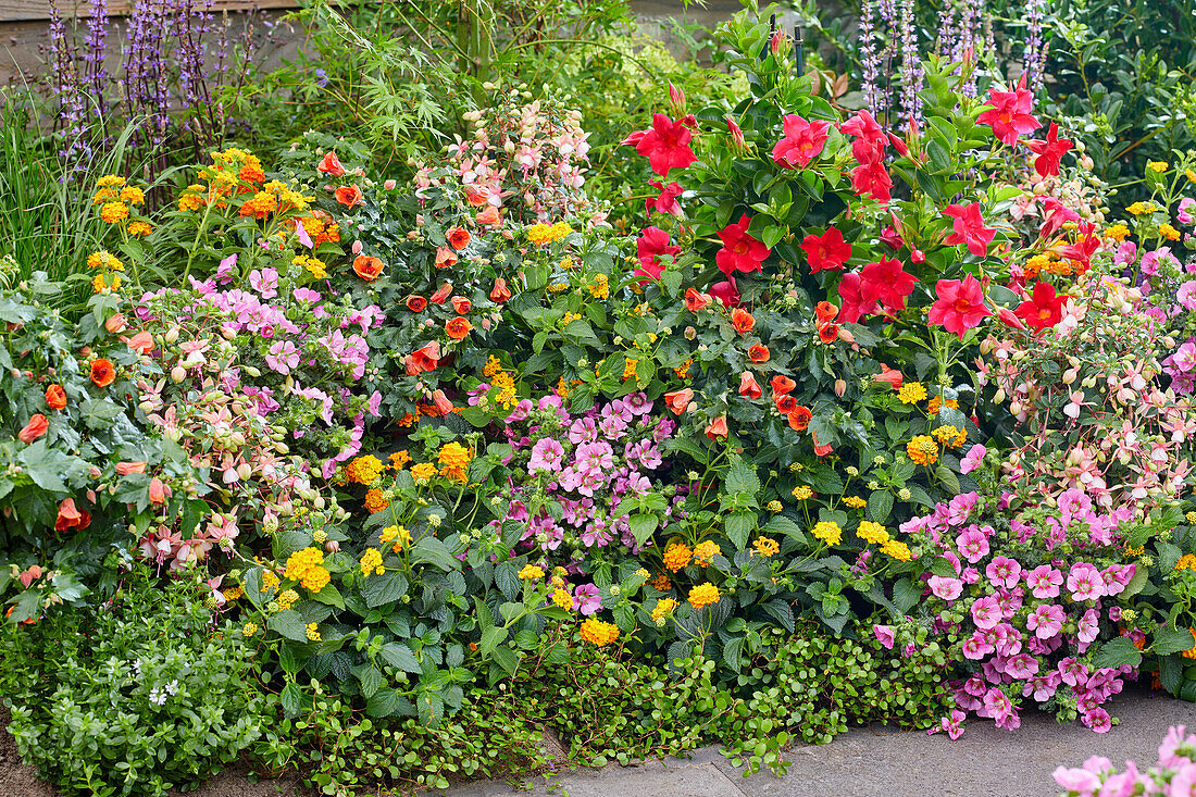 Mixed summer border