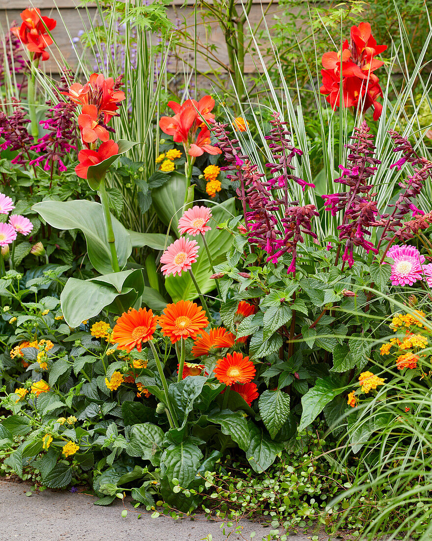 Beet mit gemischten Sommerblumen