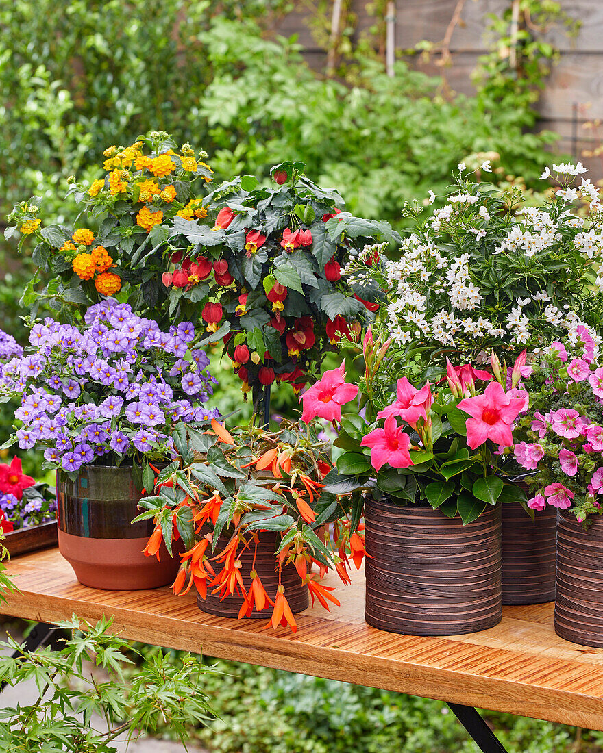 Verschiedene blühende Sommerblumen in Töpfen auf Terrasse