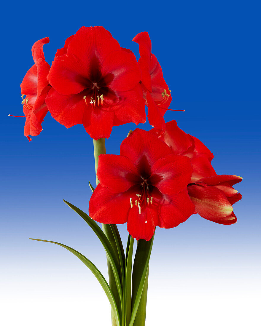 Hippeastrum Debka