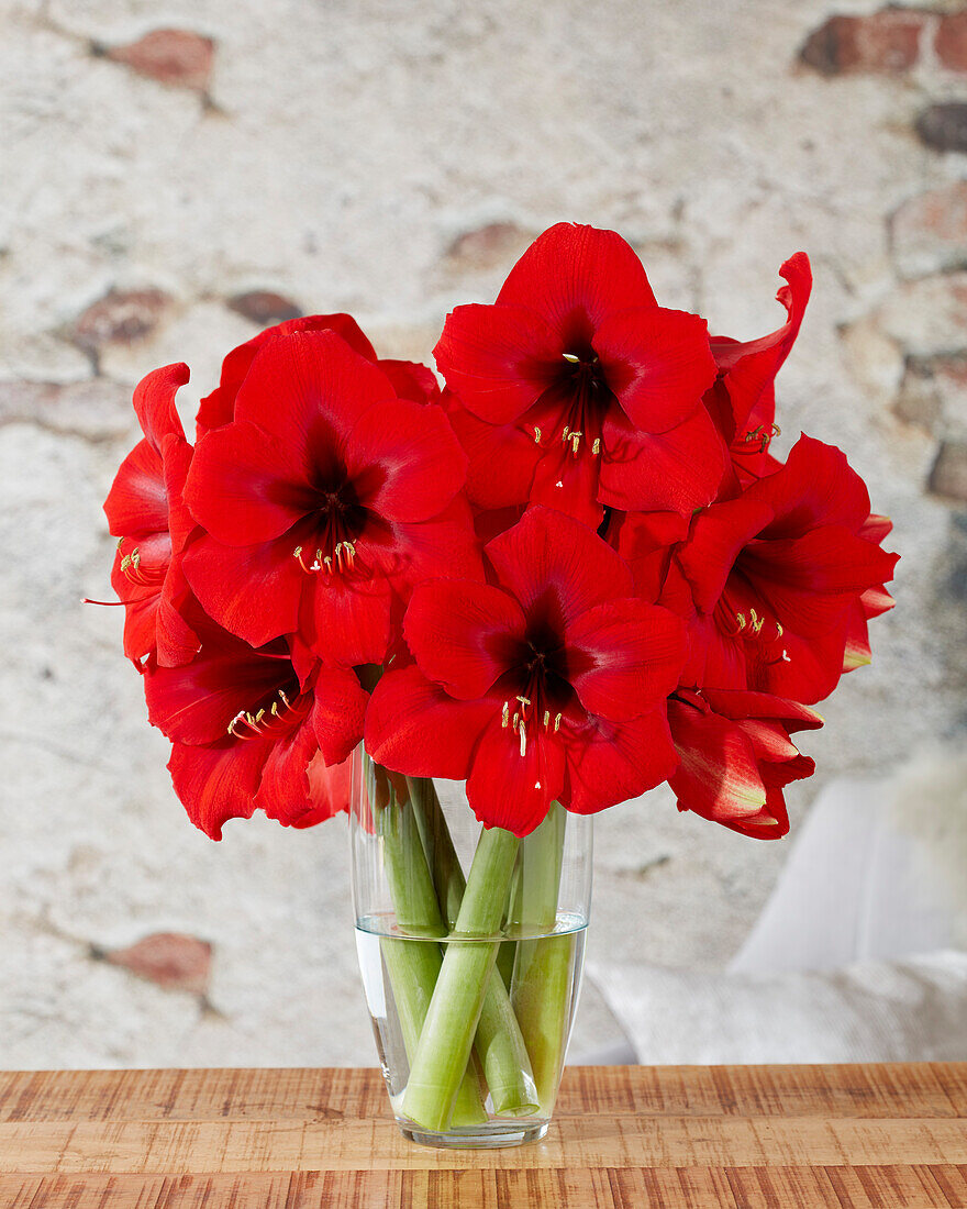 Ritterstern (Hippeastrum) 'Debka'