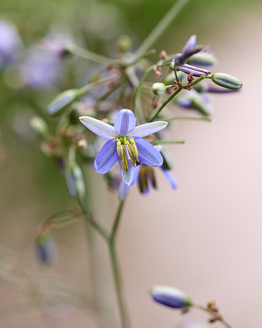 Dianella prunina Blue Ripple