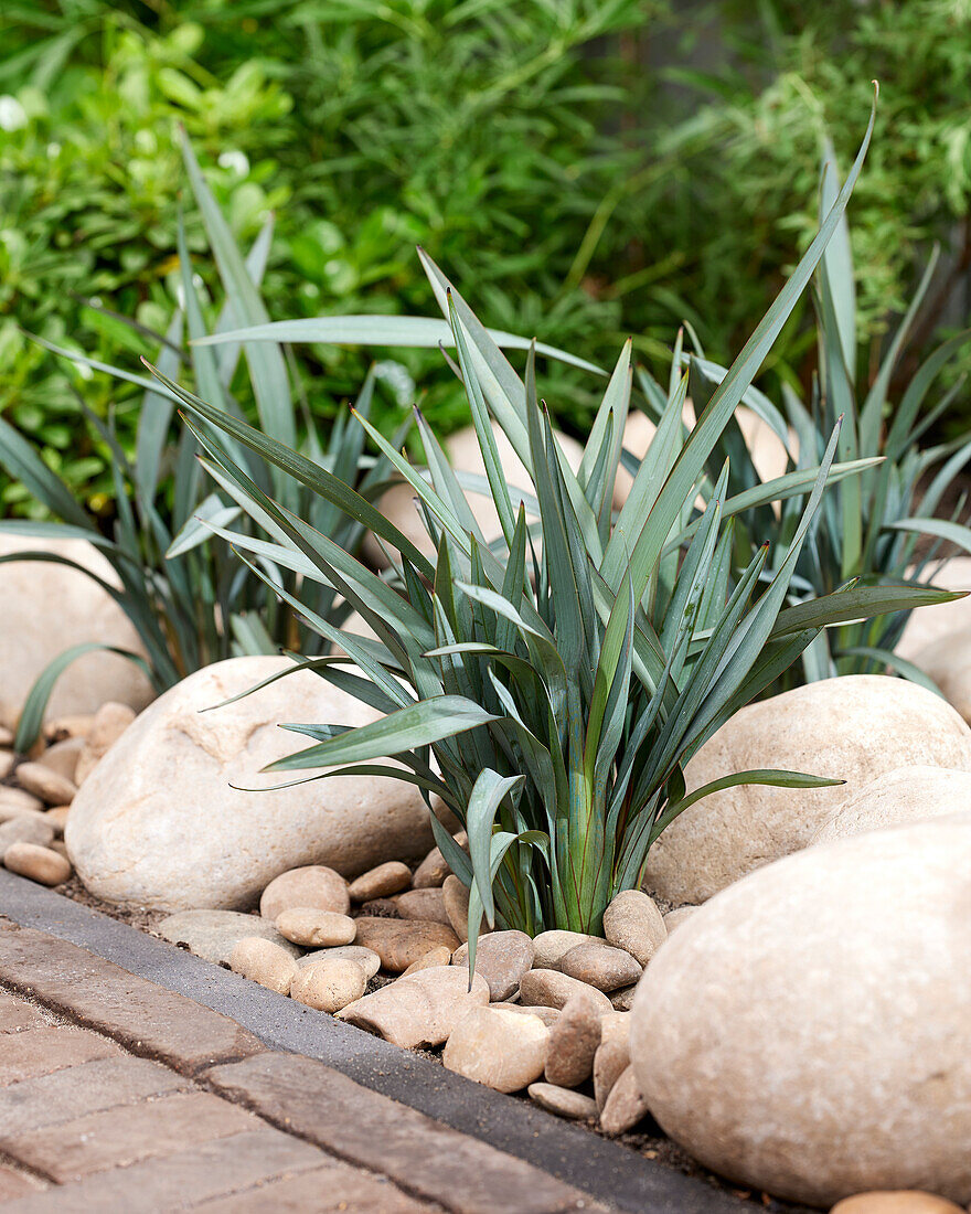 Dianella prunina Blue Ripple