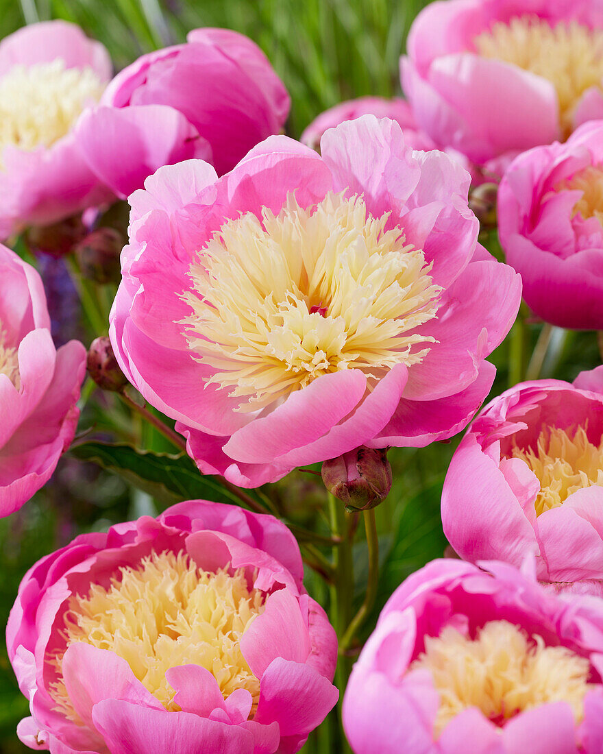 Paeonia Bowl of Beauty