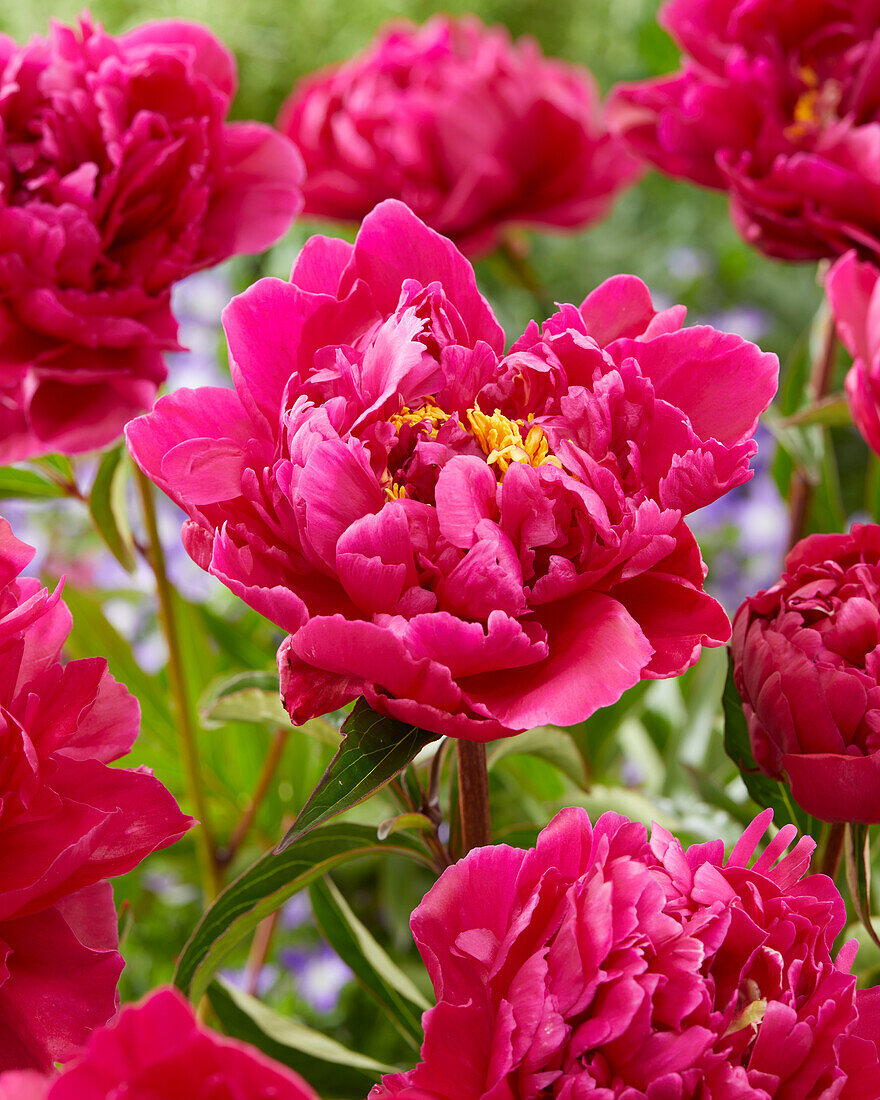 Paeonia Barbara