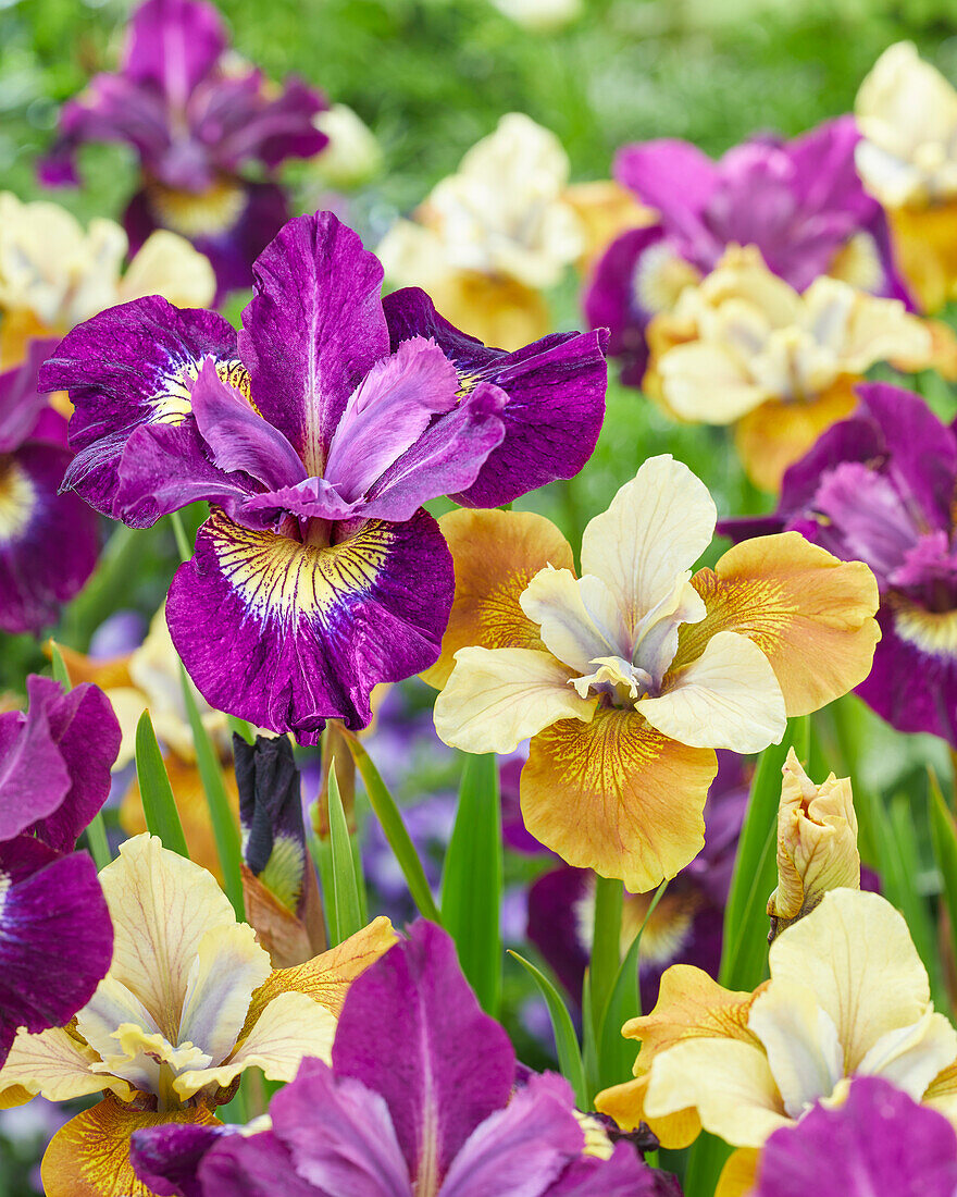 Sibirische Schwertlilie (Iris sibirica) 'Sultans Ruby', 'Colonel Mustard'