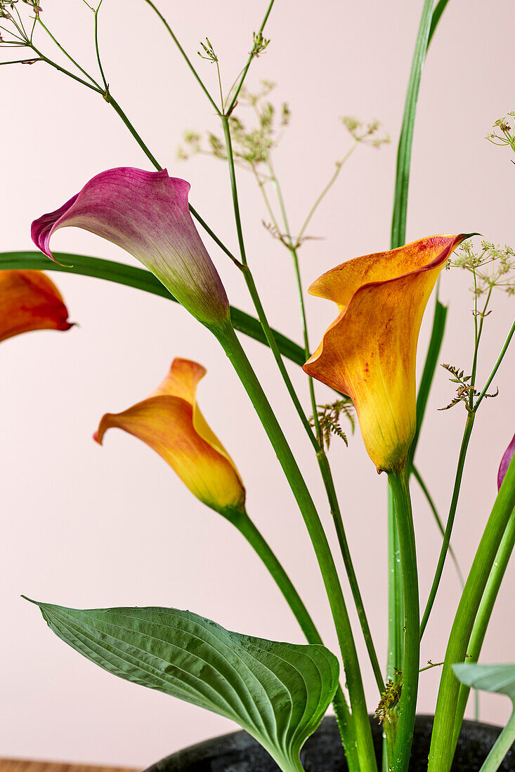 Calla (Zantedeschia), Arrangement