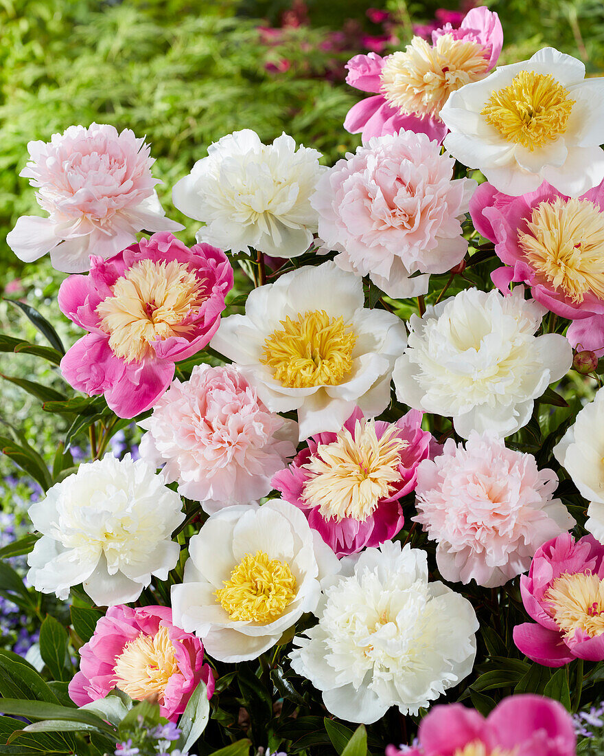 Paeonia mix