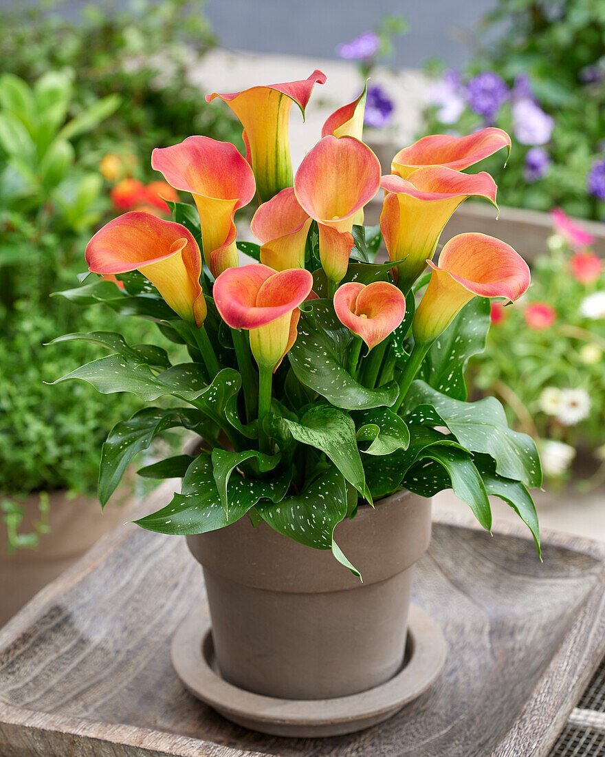 Zantedeschia Captain Osorno