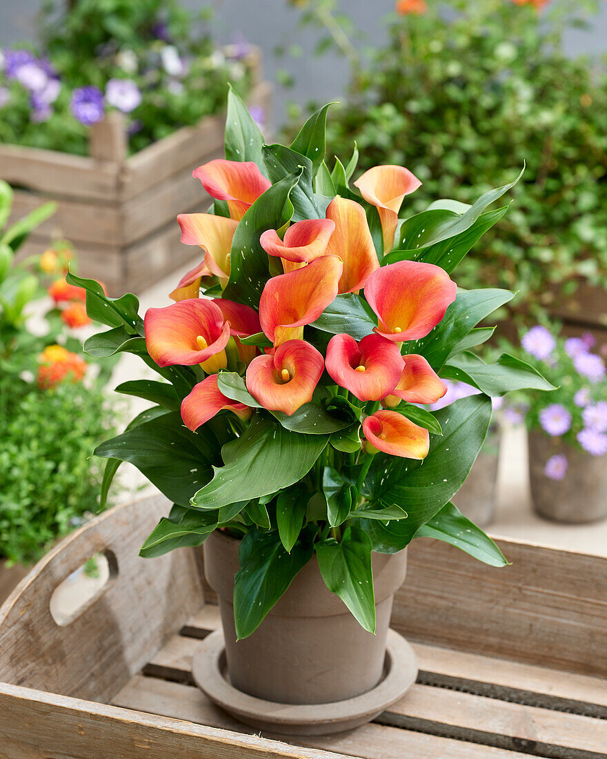 Calla (Zantedeschia) 'Captain Serano'