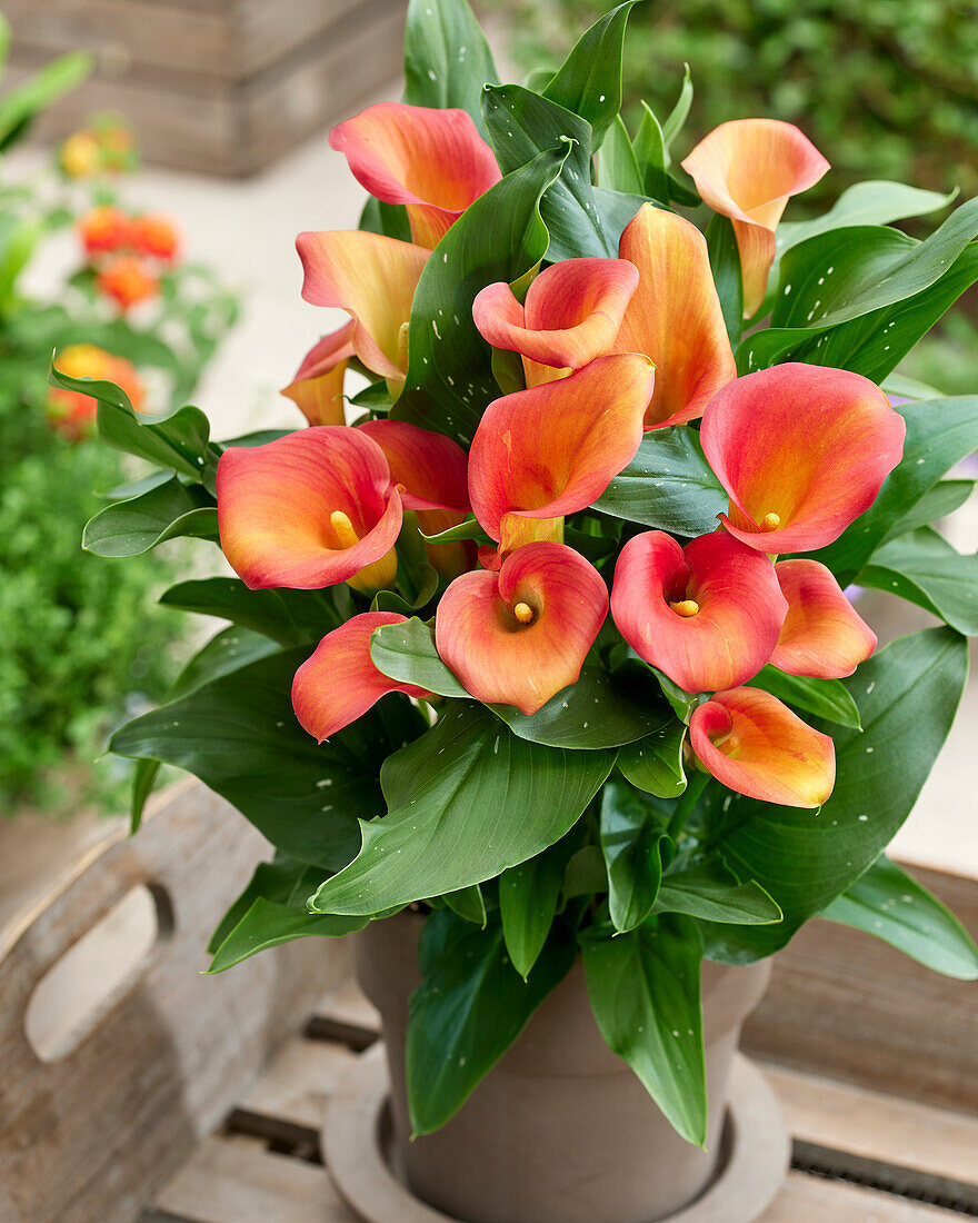 Calla (Zantedeschia) 'Captain Serano'