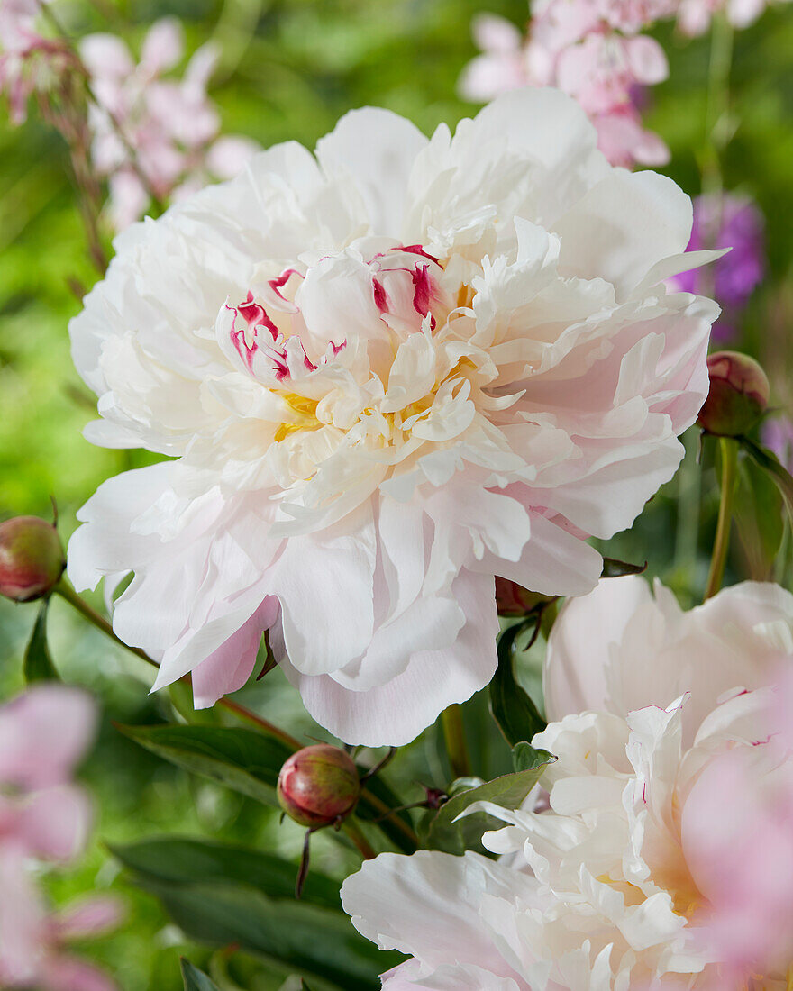 Paeonia Vogue