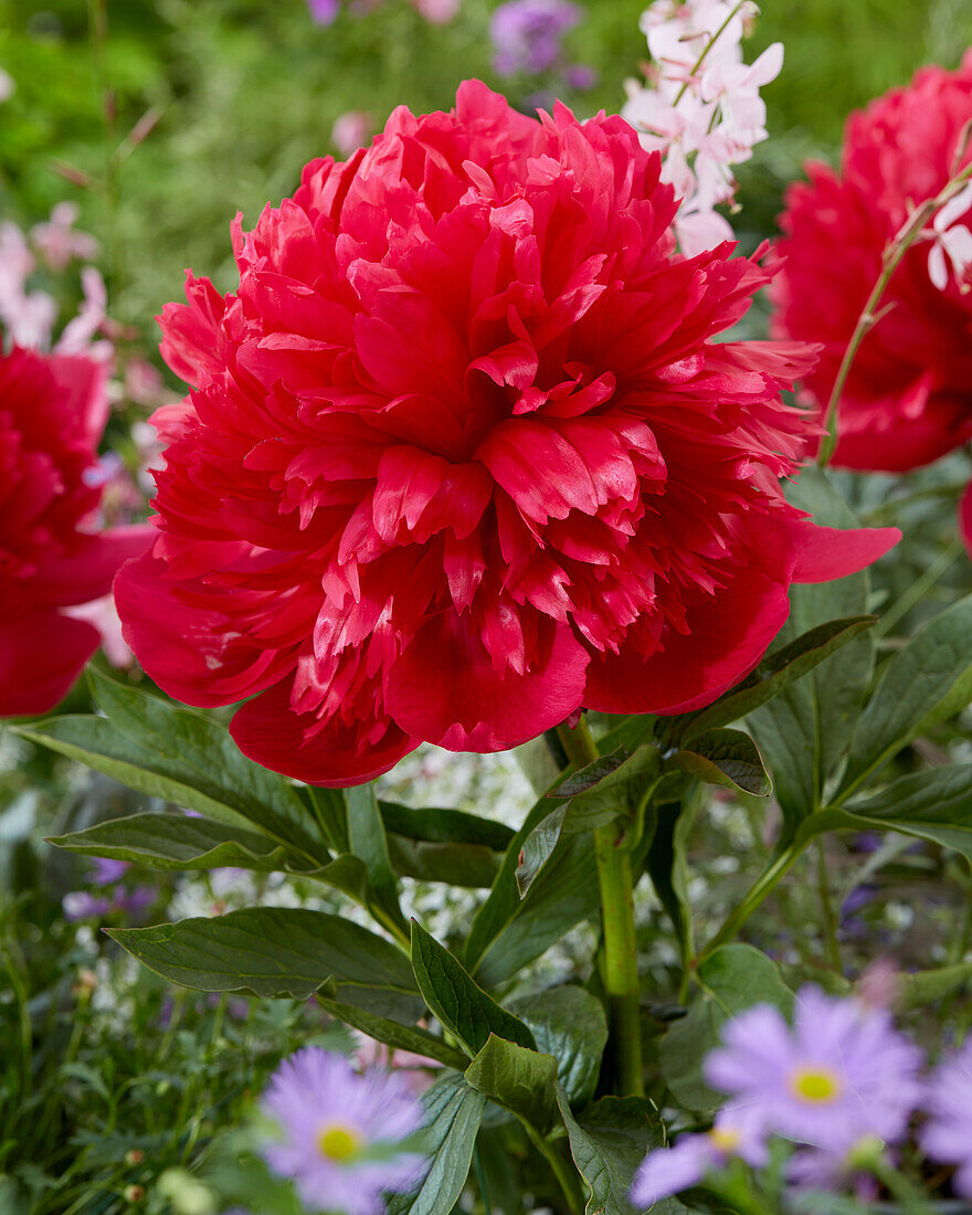 Paeonia Belgravia