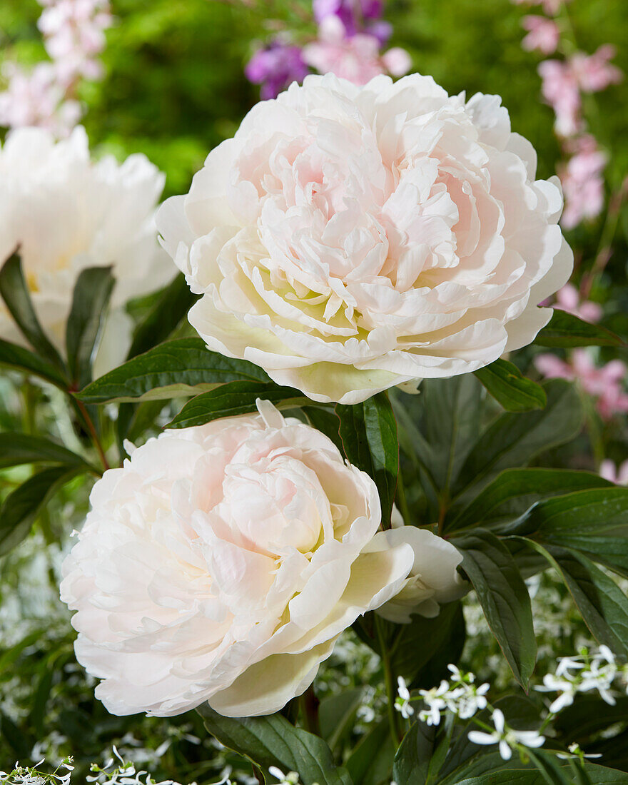 Paeonia Puffed Cotton