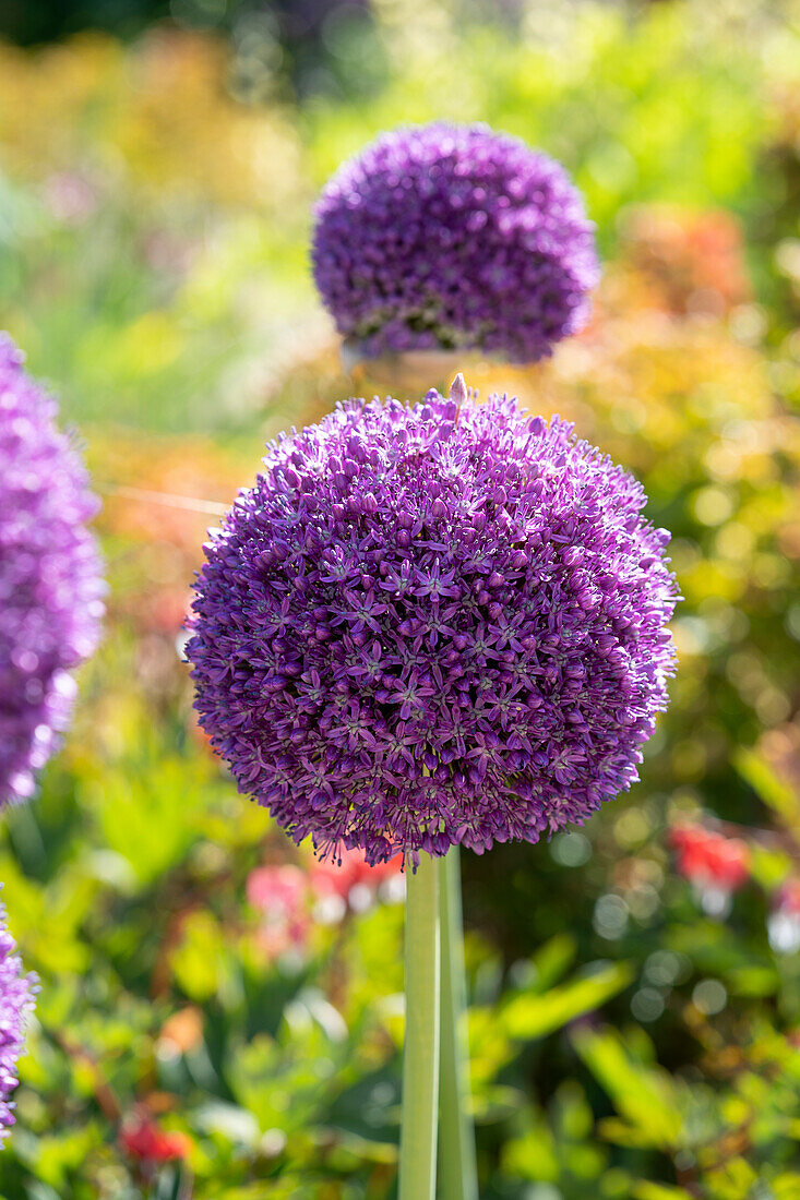 Zierlauch (Allium) 'Ambassador'