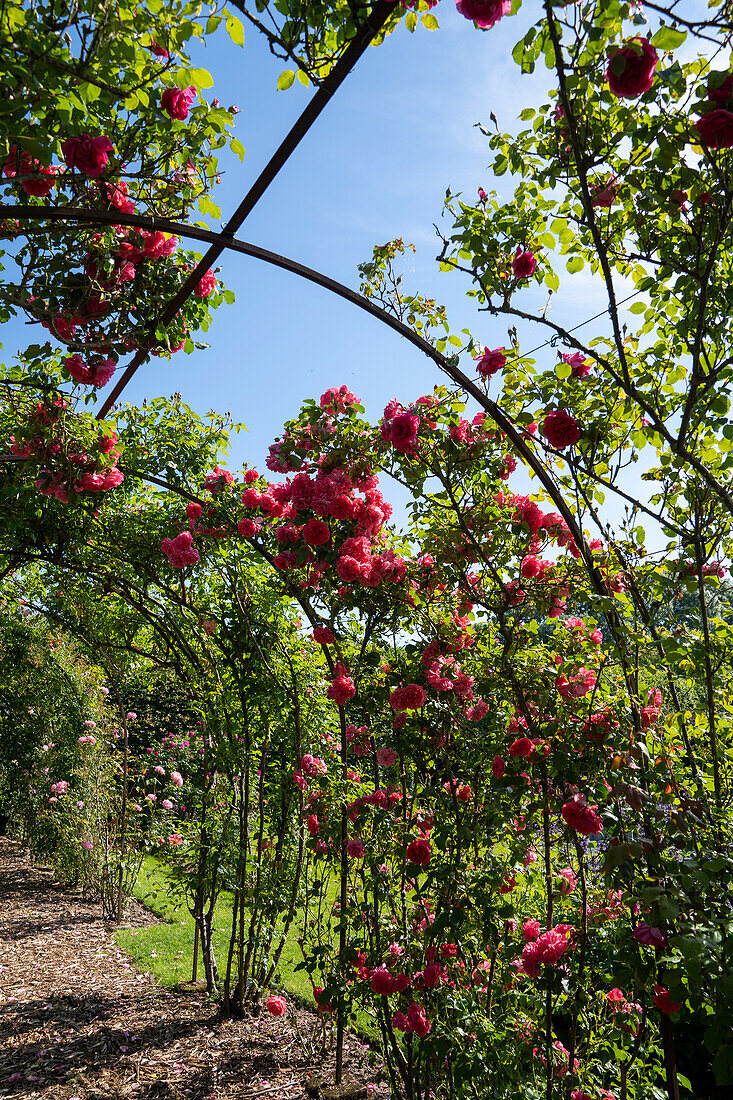 Kletterose (Rosa) 'Pink Cloud'