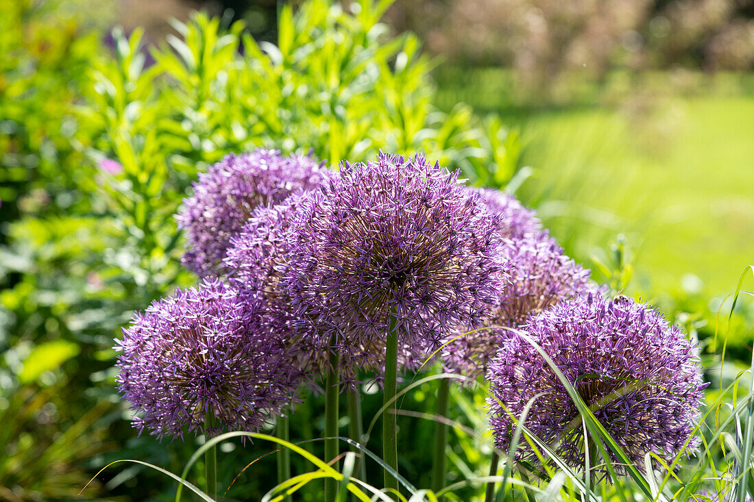 Riesen-Lauch (Allium giganteum) 'Globemaster'